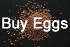 Buy eggs