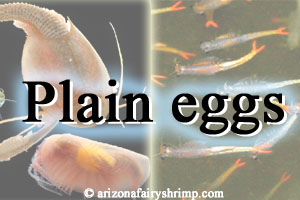 Plain eggs