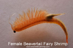 Female Fairy Shrimp