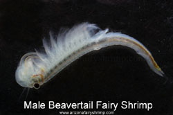 Male Fairy Shrimp