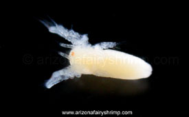 Branchinecta gigas larva
