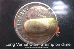 Long Vernal Clam Shrimp on a dime