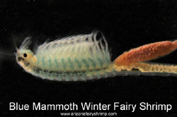 Fairy shrimp in blue