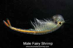 Male Fairy Shrimp