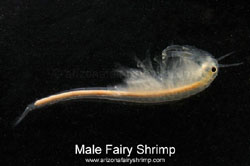 Male Fairy Shrimp