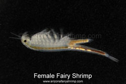 Female Fairy Shrimp