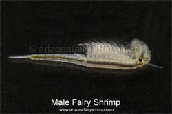 Male Fairy Shrimp